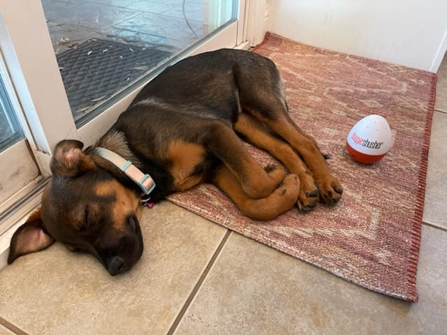 Doggie Shusher - Portable Dog Calming Machine