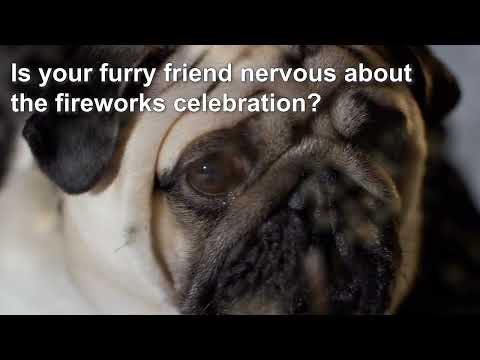 Doggie Shusher - Portable Dog Calming Machine