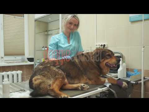 Doggie Shusher - Portable Dog Calming Machine