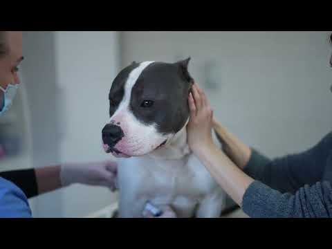 Doggie Shusher - Portable Dog Calming Machine